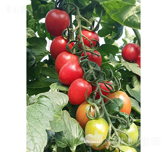 ���؋�F1����TY�۹�С���ѣ�-���ѷN��-�֠���˹