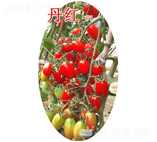 ���tF1����TY�͟�t��С���ѣ�-���ѷN��-�֠���˹