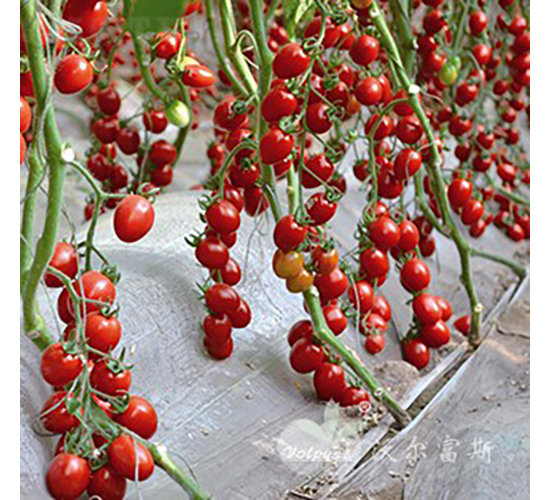 �μ���F1����(y��u)�|(zh��)�t��С���ѣ�-���ѷN��-�֠���˹