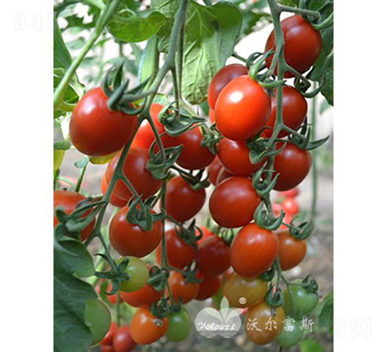 С��ʹF1���_�����M���Ј����NƷ�N��-���ѷN��-�֠���˹