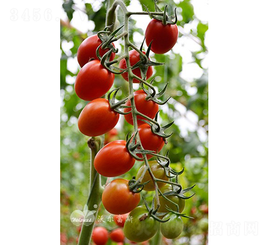 ����F1����Ʒ�|(zh��)�t��С���ѣ�-���ѷN��-�֠���˹