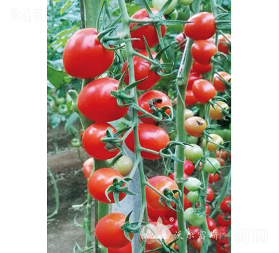 �_(t��i)�ϼt��F1���t��С���ѣ�-���ѷN��-�֠���˹