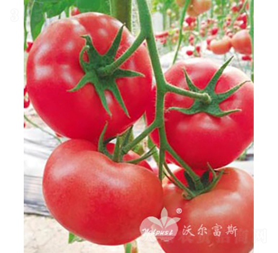 �����Ķ�̖F1����TYԽ�����ӷ۹����ѣ�-���ѷN��-�֠���˹