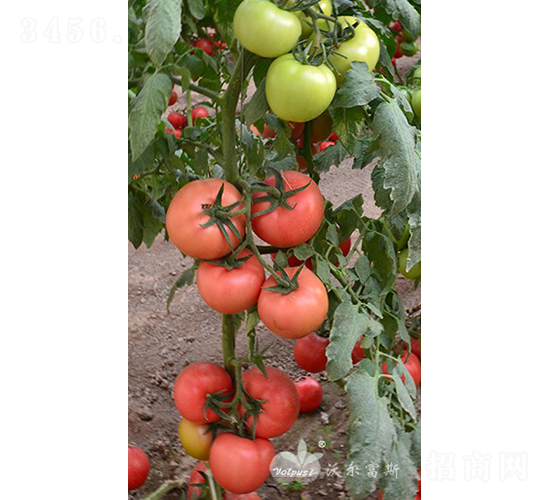 �ַ�101F1����TY�����۹����ѣ�-���ѷN��-�֠���˹