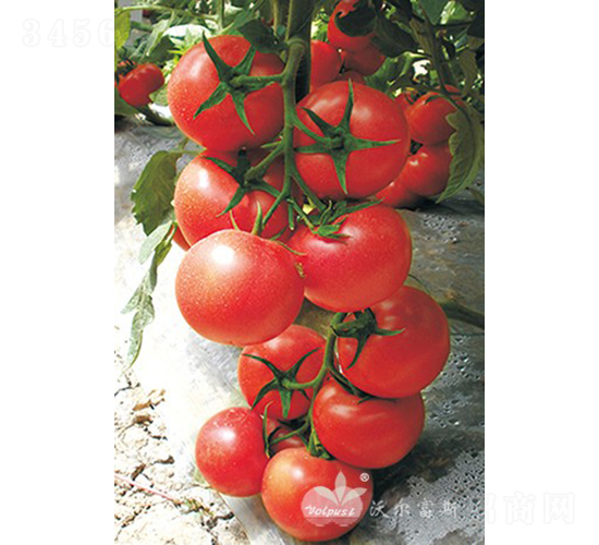 ������̖F1���۹����ѣ�-���ѷN��-�֠���˹