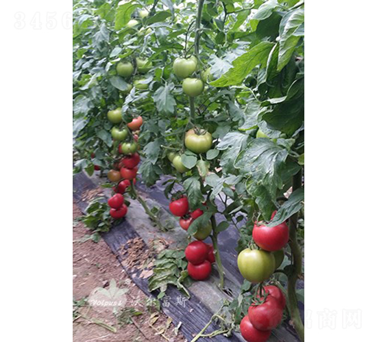 ����˹һ̖AF1���۹����ѣ�-���ѷN��-�֠���˹