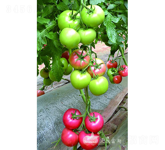 ����˹һ̖BF1����TY�۹����ѣ�-���ѷN��-�֠���˹