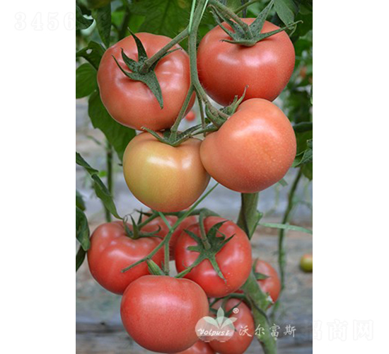 ����˹��̖F1����TY�����۹����ѣ�-���ѷN��-�֠���˹