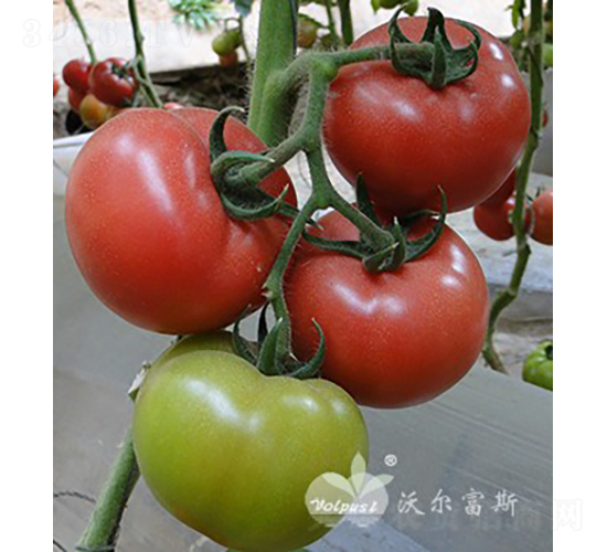 �W˼�ȶ�̖F1���a���ߡ����A�\��-���ѷN��-�֠���˹