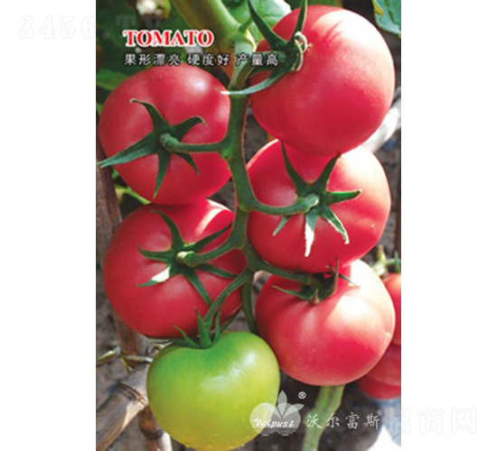 ������F1����TY���޷۹����ѣ�-���ѷN��-�֠���˹