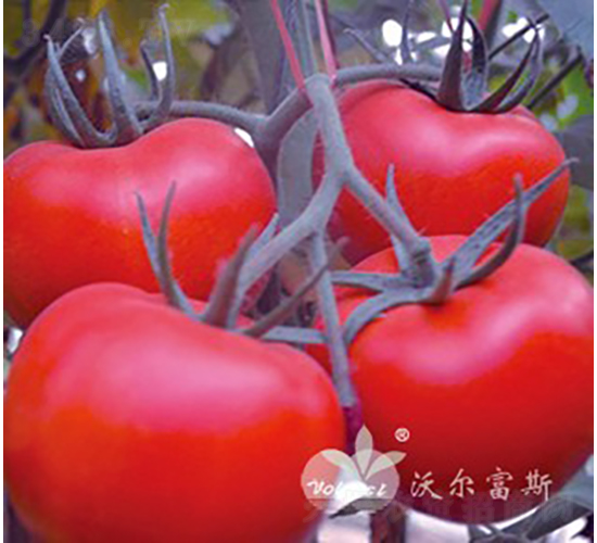 ��t1187F1����TY��Ʒ�t�����ѣ�-���ѷN��-�֠���˹