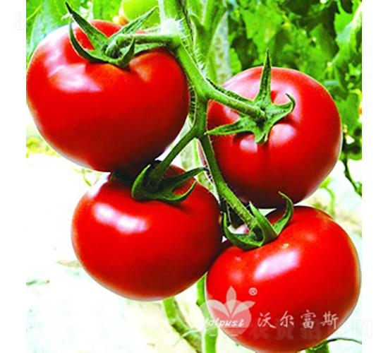 TG01F1����Ʒ�t�����ѣ�-���ѷN��-�֠���˹