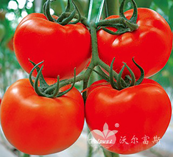 �t�pӯF1���t�����ѣ�-���ѷN��-�֠���˹