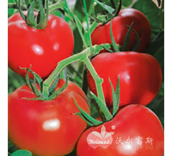 ʥ���_F1����(y��u)�|(zh��)�߮a(ch��n)��t����Ʒ�N��-���ѷN��-�֠���˹