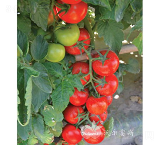 �t����F1�����޴�t���ѣ�-���ѷN��-�֠���˹