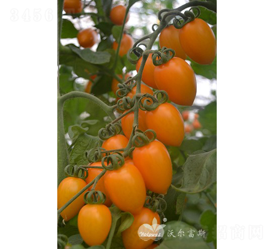 �S����F1����(y��u)�|(zh��)�S��С���ѣ�-���ѷN��-�֠���˹