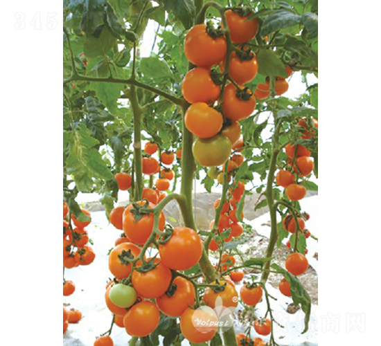 �_���S��F1����(y��u)�|�S��С���ѣ�-���ѷN��-�֠���˹