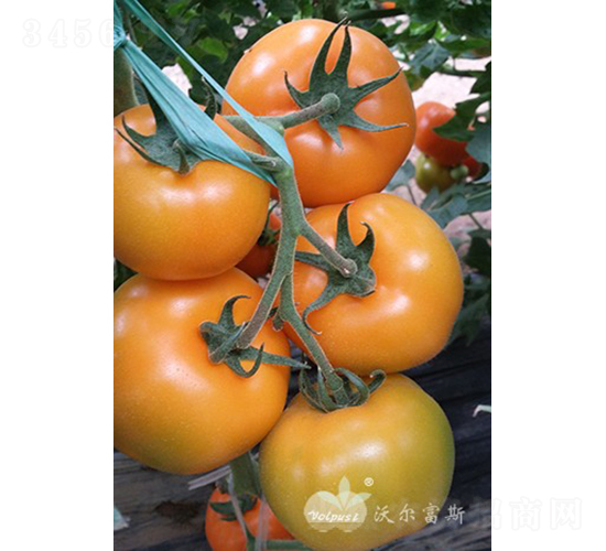 �ʰ���F1���Sɫ���ѣ�-���ѷN��-�֠���˹