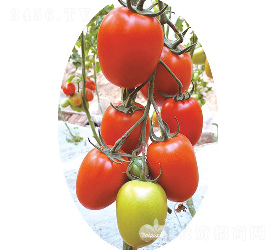 �t����F1���t�_����ͷ��ѣ�-���ѷN��-�֠���˹