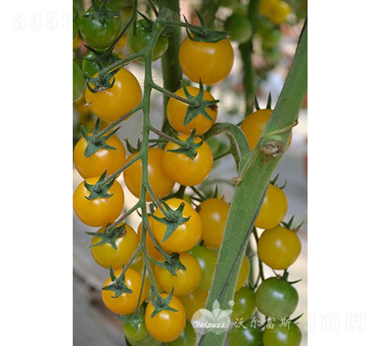 �SؐؐF1���Sɫ�A��С���ѣ�-���ѷN��-�֠���˹