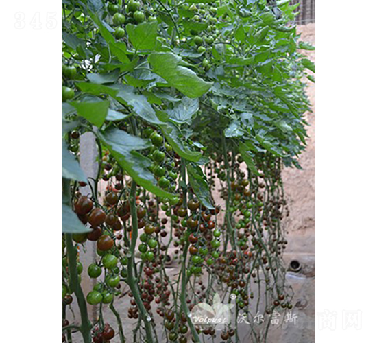 ��ؐؐF1����ɫ�A��С���ѣ�-���ѷN��-�֠���˹