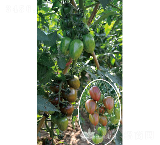 �ό�ؐF1���ϼtɫ��ɫС���ѣ�-���ѷN��-�֠���˹