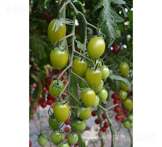 �Gǧ��F1���Gɫǧ�����С���ѣ�-���ѷN��-�֠���˹