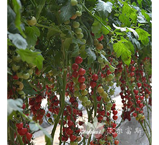 ������ؐ��201F1��ؐؐ��͈A��С���ѣ�-���ѷN��-�֠���˹