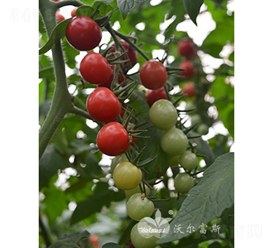 ��ؐ��501F1����TYؐؐ��͈A��С���ѣ�-���ѷN��-�֠���˹