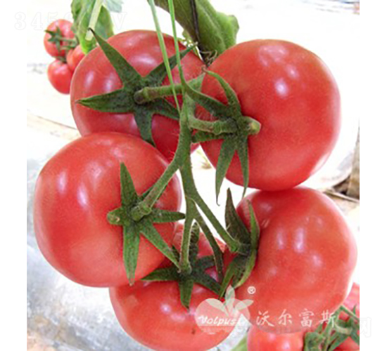 ��������̖F1����TYԽ�ľ�Ʒ�۹����ѣ�-���ѷN��-�֠���˹