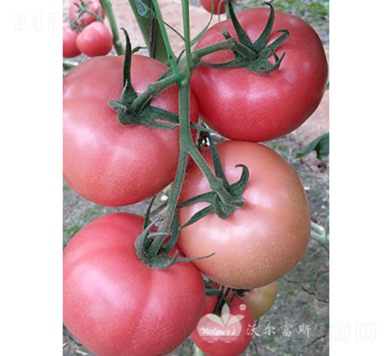 ��ӯ��̖(h��o)F1����TYԽ���۹����ѣ�-���ѷN��-�֠���˹