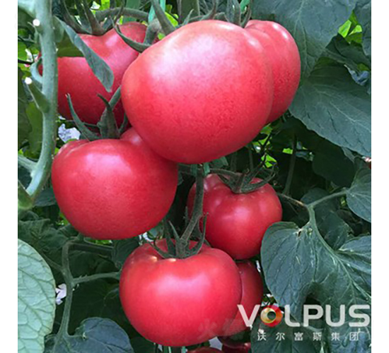 �W������̖(h��o)F1����TY�۹����ѣ�-���ѷN��-�֠���˹