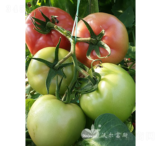 ¶�ط���F1��¶�ط۹����ѣ�-���ѷN��-�֠���˹