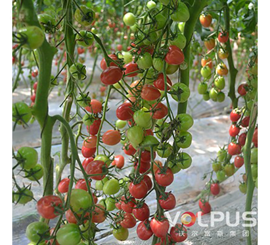 ǧ��S186F1����TYǧ����ͷ۹�С���ѣ�-���ѷN��-�֠���˹