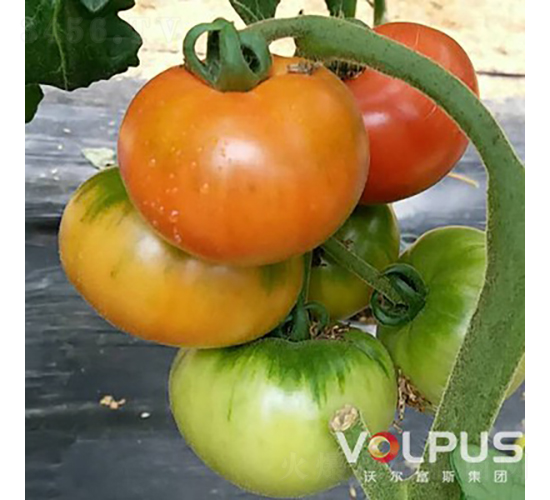 ��ؐ����̖(h��o)F1������ɿ���ɫ��ݮ���ѣ�-���ѷN��-�֠���˹