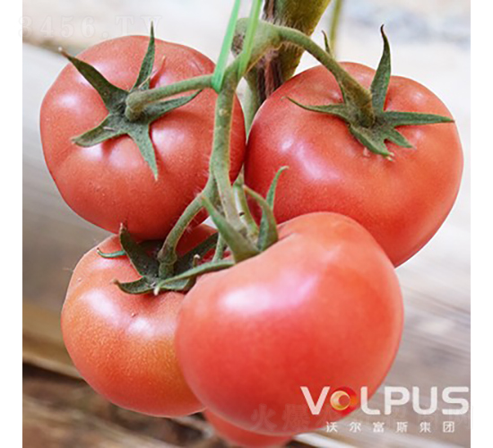 �����SҲ�{��̖(h��o)F1����TY�߶˸߮a(ch��n)�۹����ѣ�-���ѷN��-�֠���˹