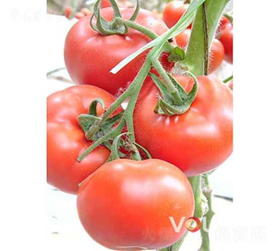 ��������̖F1����TYԽ�ľ�Ʒ�۹����ѣ�-���ѷN��-�֠���˹