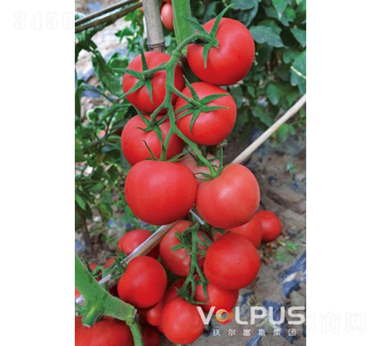 �ַ�517F1����TY��Ʒ�۹����ѣ�-���ѷN��-�֠���˹