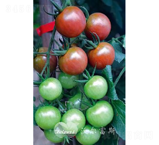 ������808F1���߮a��ɫС���ѣ�-���ѷN��-�֠���˹