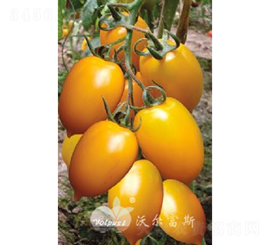 ���_��F1���Sɫ�й����ѣ�-���ѷN��-�֠���˹