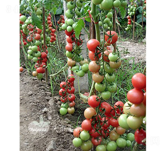 ��ؐ��201F1��ؐؐ��͈A��С���ѣ�-���ѷN��-�֠���˹