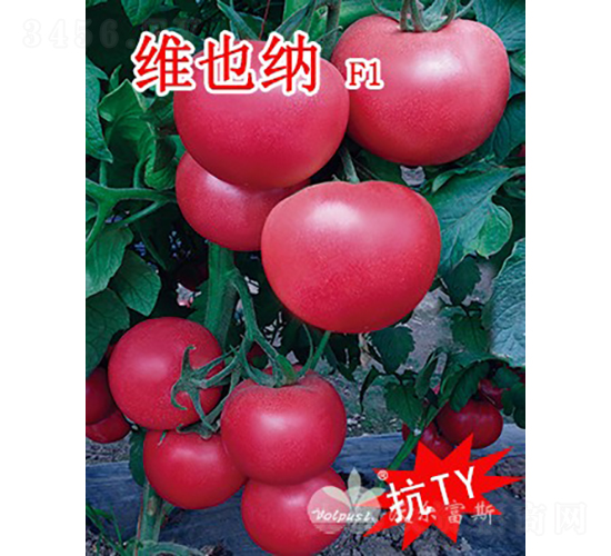 維也納F1（抗TY、高產(chǎn)、高硬度粉果大番茄）-番茄種子-沃爾富斯