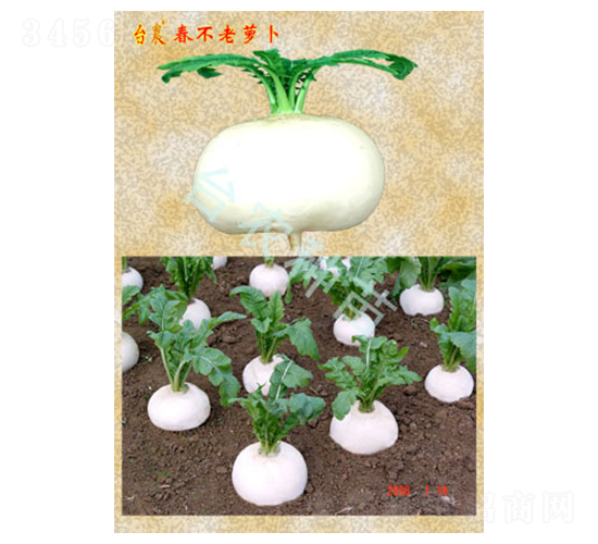 春不老蘿卜-蘿卜種子-臺農(nóng)種苗