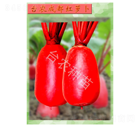 成都紅蘿卜-蘿卜種子-臺農(nóng)種苗