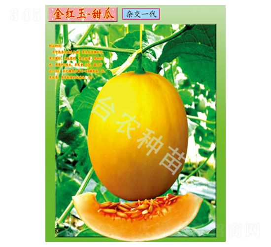 臺(tái)農(nóng)金紅玉甜瓜-甜瓜種子-臺(tái)農(nóng)種苗