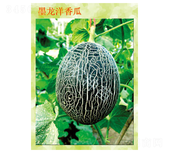 墨龍洋香瓜-甜瓜種子-臺(tái)農(nóng)種苗