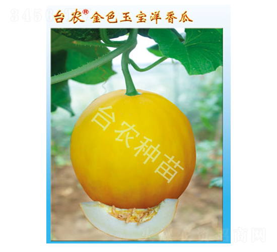 臺(tái)農(nóng)金色玉寶甜瓜-甜瓜種子-臺(tái)農(nóng)種苗