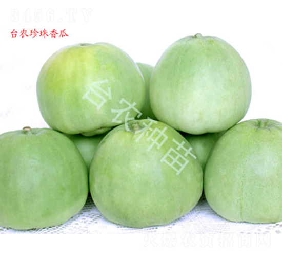 珍珠香瓜-甜瓜種子-臺農(nóng)種苗