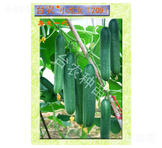 臺(tái)農(nóng)小龍女209全雌黃瓜-黃瓜種子-臺(tái)農(nóng)種苗