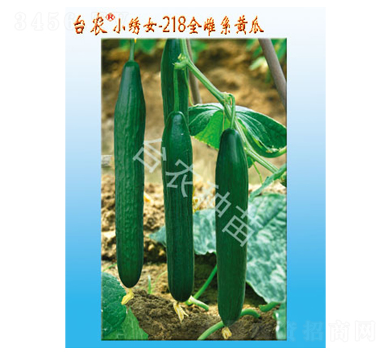 小繡女218全雌系黃瓜-黃瓜種子-臺農(nóng)種苗